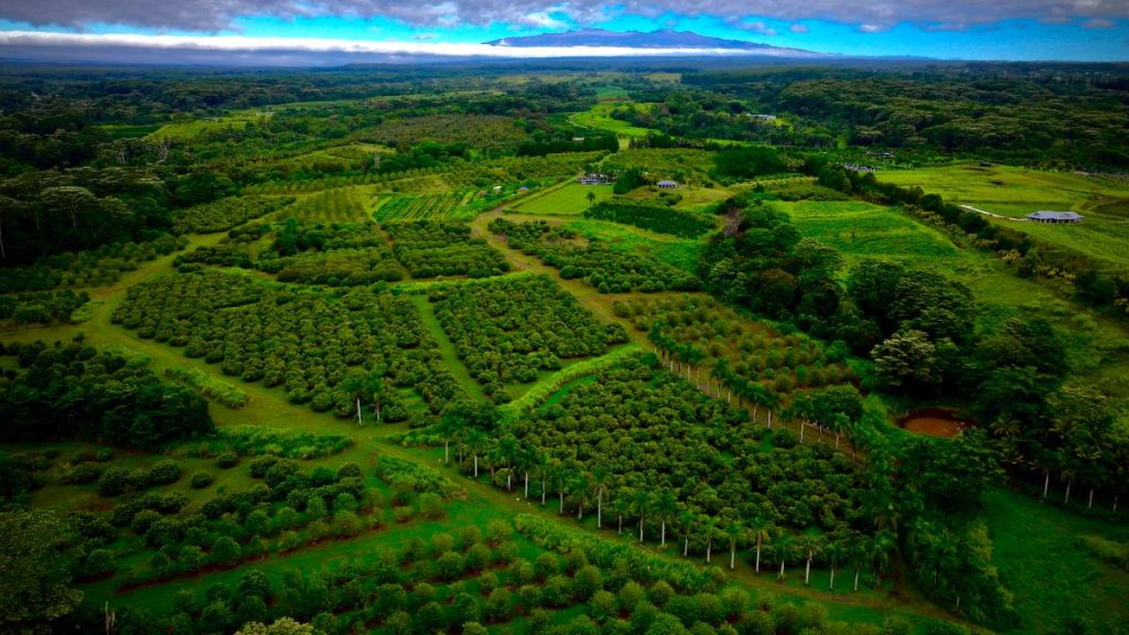 Business Monday: Hilo farmland protected in perpetuity with help from nonprofits : Big Island Now