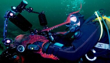 Octopus Playing With Divers Grabs the Camera and Takes Underwater Selfie (WATCH)