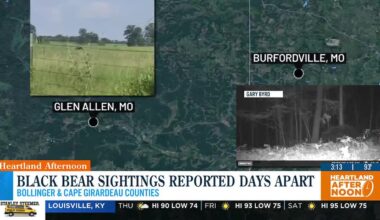 Heartland black bear sightings reported days apart
