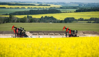 China sets temporary duties on Canadian canola