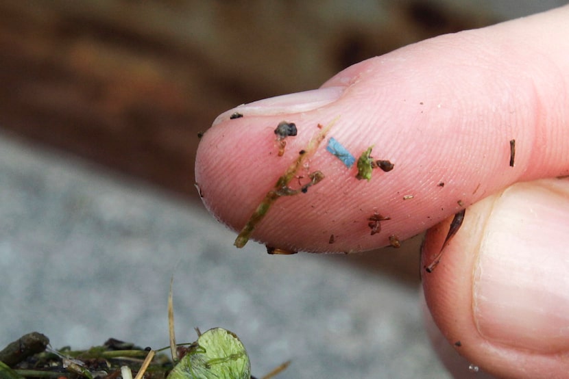 A blue rectangular piece of microplastic sits on the finger of a researcher with the...