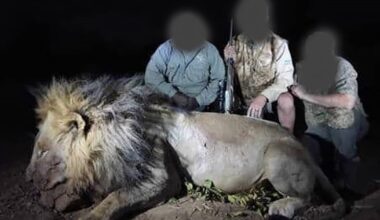 Rage Over New Trophy Hunting Slaying of Blondie the Lion Echoes Cecil the Lion