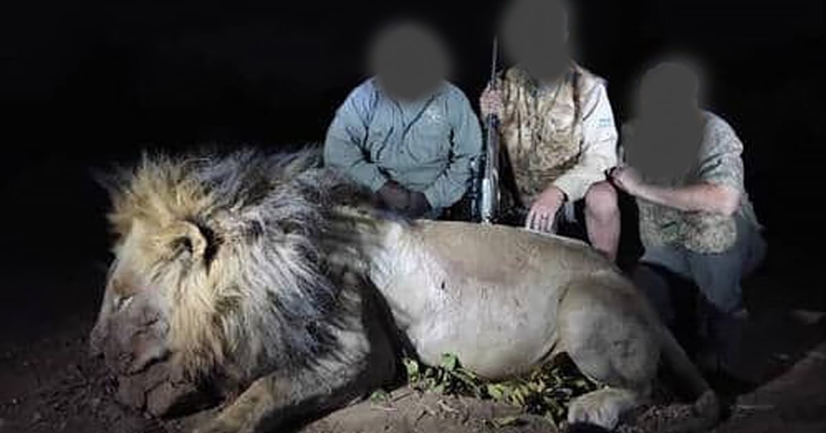 Rage Over New Trophy Hunting Slaying of Blondie the Lion Echoes Cecil the Lion