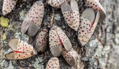 Wildlife experts warn of increase in Spotted Lanternflies in New York
