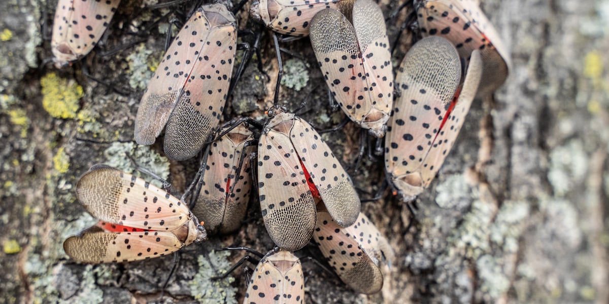 Wildlife experts warn of increase in Spotted Lanternflies in New York