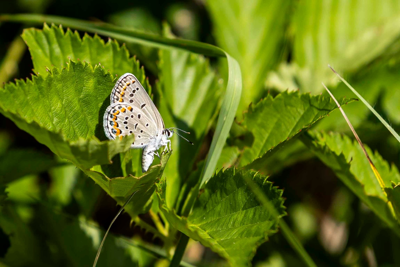 Karner blue butterfly survey