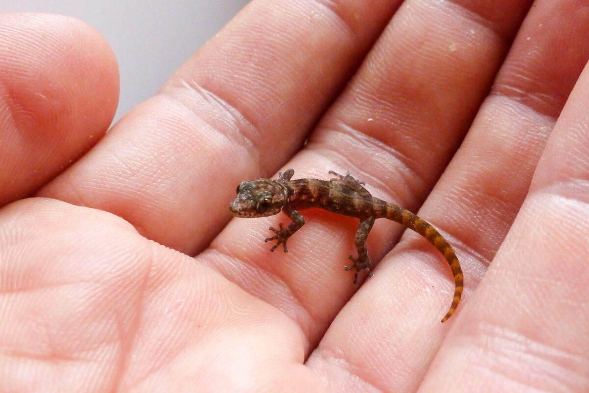 How a gecko species defied extinction on a Galápagos island