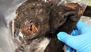 Rare African bushmeat discoveries reported twice in a week in Detroit