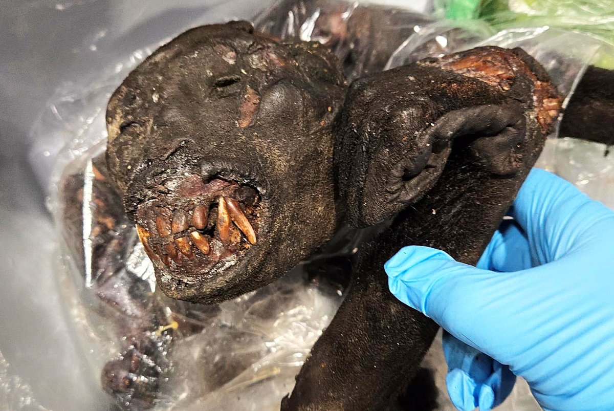 Rare African bushmeat discoveries reported twice in a week in Detroit