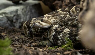A rattlesnake in its natural habitat