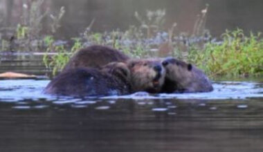 CDFW Updates Beaver Restoration Pilot Projects