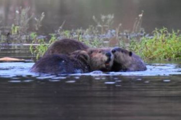 CDFW Updates Beaver Restoration Pilot Projects