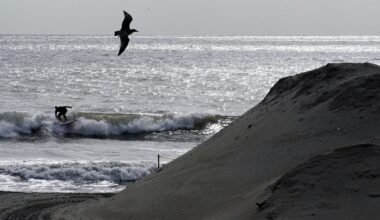 A person surfs by an artificial sand dune, Tuesday, Oct. 18, 2022, in the Far Rockaway neighborhood of the Queens borough of New York. While some parts of Rockaway Beach are currently closed due to the U.S. Army Corps of Engineers' Atlantic Shorefront Resiliency Project, others continue to be popular with surfers and other beachgoers. (AP Photo/Julia Nikhinson)