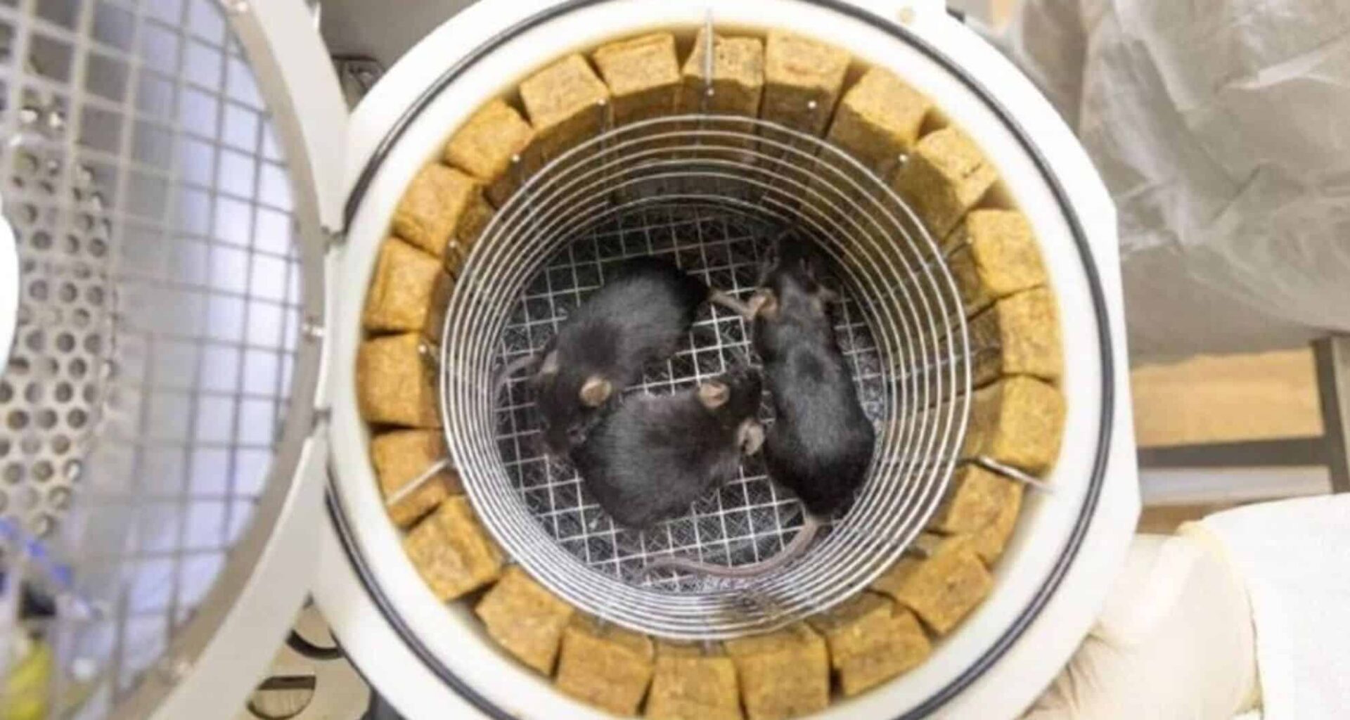 Russia Set To Launch Noah’s Ark Mission Mice, Fruit Flies, And Lunar Simulants To Explore Space