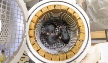 Russia Set To Launch Noah’s Ark Mission Mice, Fruit Flies, And Lunar Simulants To Explore Space