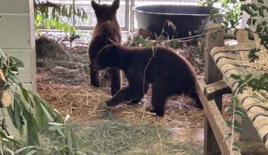 San Diego Humane Society receives bear cubs after rescue