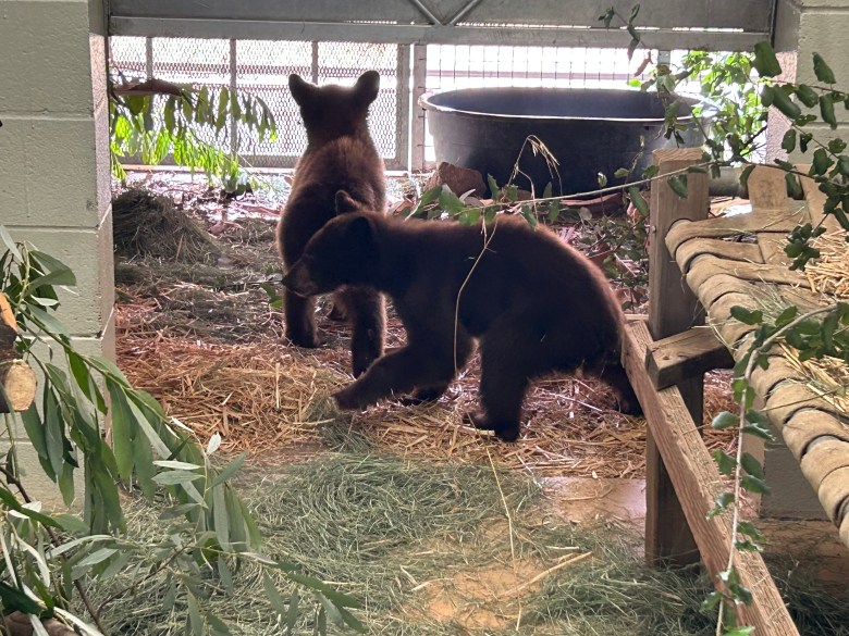 Two black bear cubs in an enclosure.