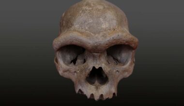 A skull unearthed in Harbin, China, turns out to belong to a Denisovan