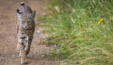 What might be attracting a wandering bobcat to a San Jose neighborhood?