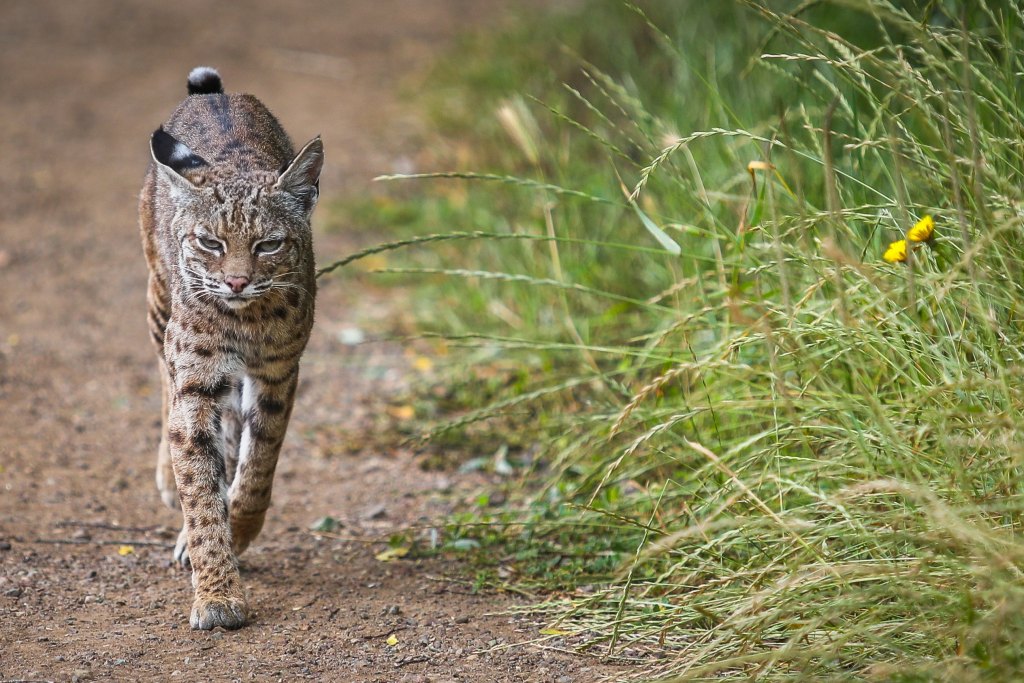 What might be attracting a wandering bobcat to a San Jose neighborhood?