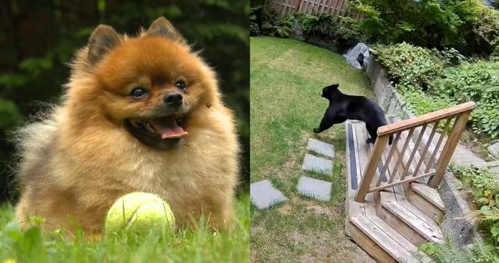 ‘Feisty’ 6-pound Pomeranian chases black bear from West Vancouver home - BC