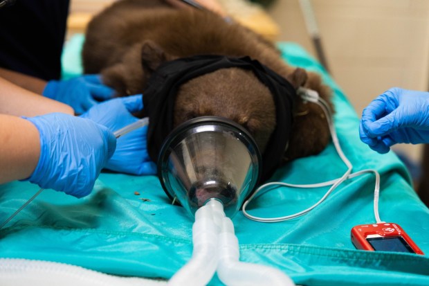 A black bear cub is medically examined by staff at the San Diego Humane Society Ramona Wildlife Center. (The San Diego Humane Society)