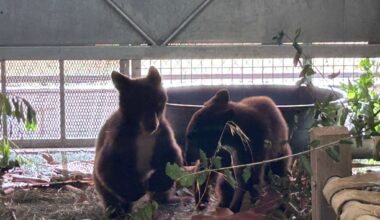 Two orphaned bear cubs rescued by San Diego Humane Society