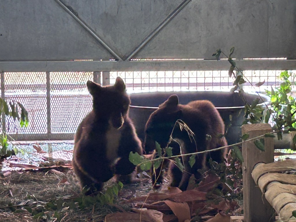 Two orphaned bear cubs rescued by San Diego Humane Society