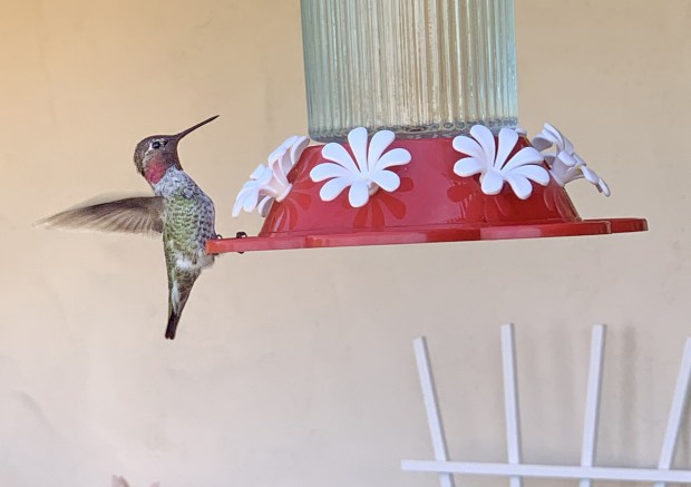 A hummingbird visits a feeder. (Irv Erdos / For The San Diego Union-Tribune)