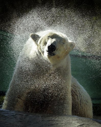 Kalluk, one of the polar bears at the San Diego Zoo, rinsed off water at the Polar Bear Plunge in 2010. (Howard Lipin / The San Diego Union-Tribune)