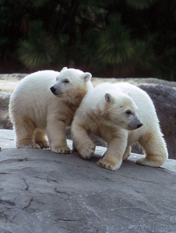 ORG XMIT: CASDZ101 Two orphan polar bear cubs observe their new home and exhibit during their public debut at the San Diego Zoo, Saturday, June 30, 2001. The brother and sister duo, named Kalluk and Tatqiq, respectively, were rescued from the Alaskan wilderness earlier this year after their mother was killed. (AP Photo/San Diego Zoo, Ken Bohn)