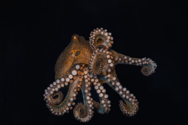 The California two-spot octopus can be seen in SeaWorld's new Bayside Aquarium.