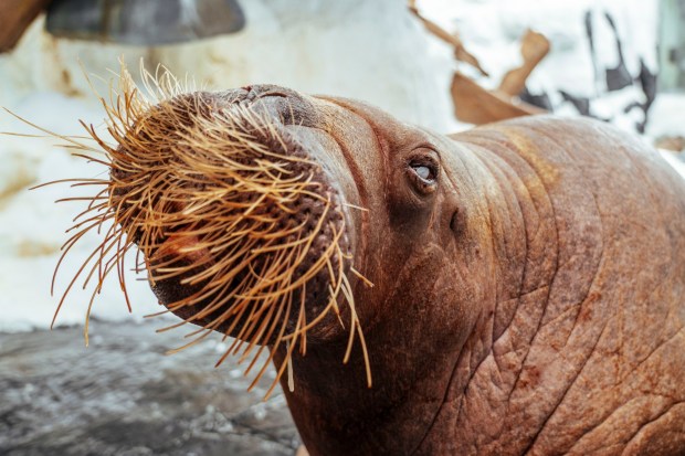 SeaWorld announced Friday (Aug. 15, 2025) that a walrus named Basilla, known to park guests as Basa, died last week at age 42. (SeaWorld San Diego)