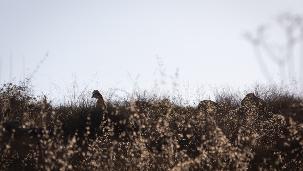 People hike Cowles Mountain on Wednesday, Aug. 27, 2025 in San Diego. (Ana Ramirez / The San Diego Union-Tribune)