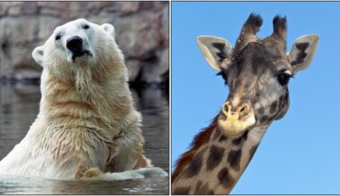San Diego Zoo says polar bear, giraffe have died