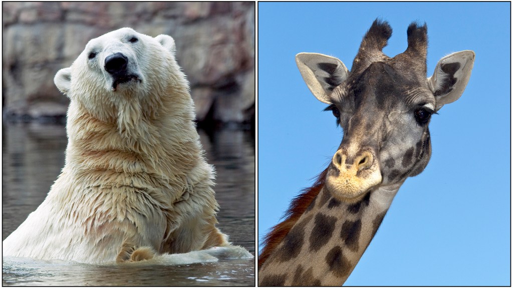 San Diego Zoo says polar bear, giraffe have died