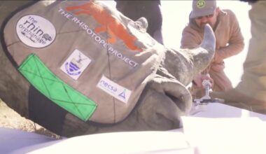 How radioactive rhino horns could help save the species from poachers