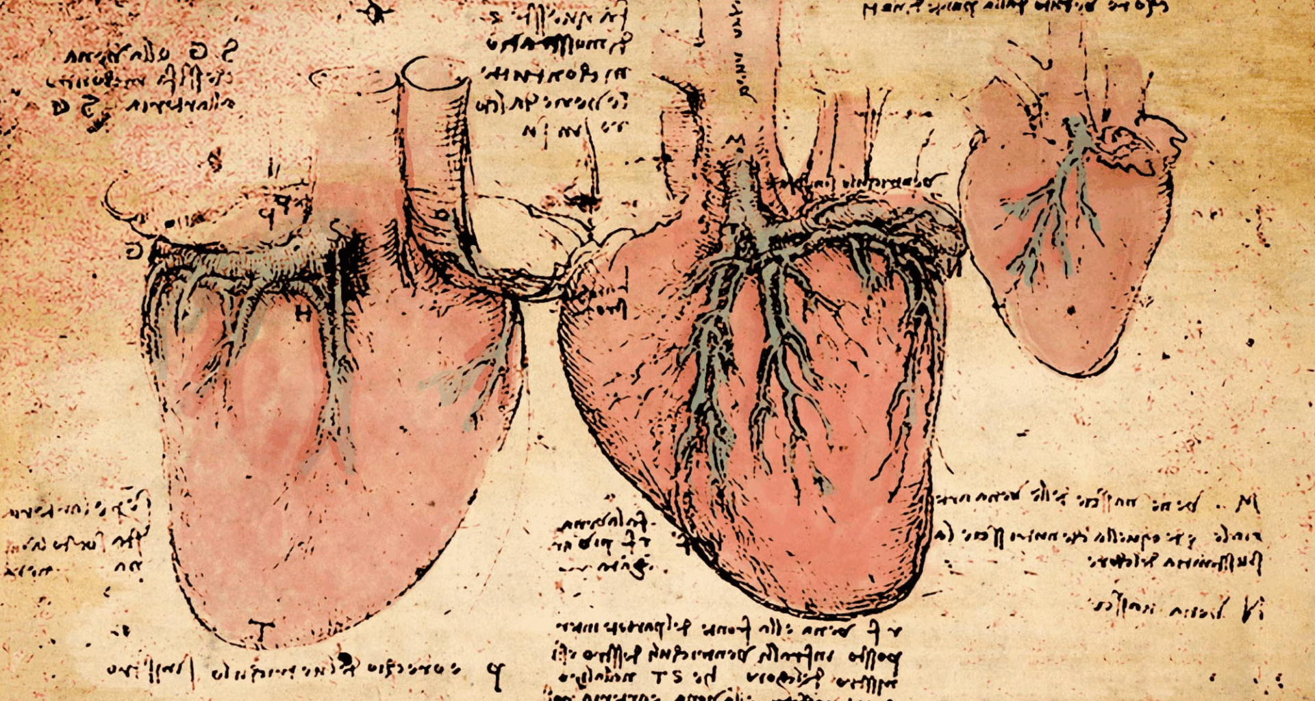 500 years later, scientists solve Leonardo da Vinci’s heart mystery