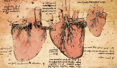 500 years later, scientists solve Leonardo da Vinci’s heart mystery