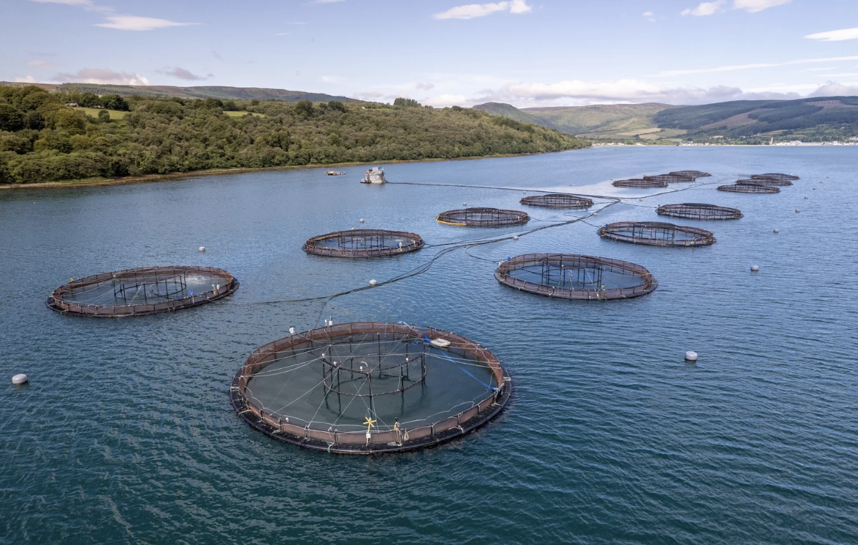 Aquaculture revolution: Fish farming and the promise of gene editing