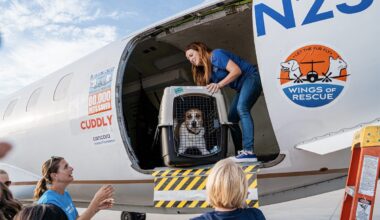 Hill Country Flood 2023: North Texas Pet Rescue Efforts
