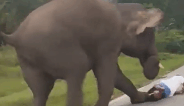 Tourist almost loses life trying to get a selfie with an elephant in Bandipur