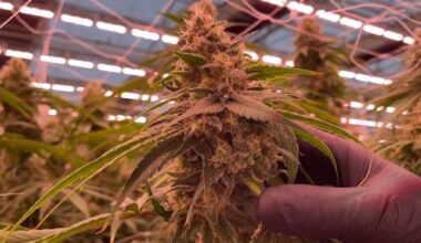 Change to federal policy on marijuana