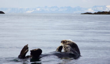 Southeast Alaska communities call on federal government to address the region’s booming sea otter population