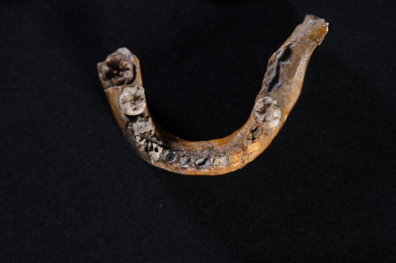 Skhul I Child Lower Jaw