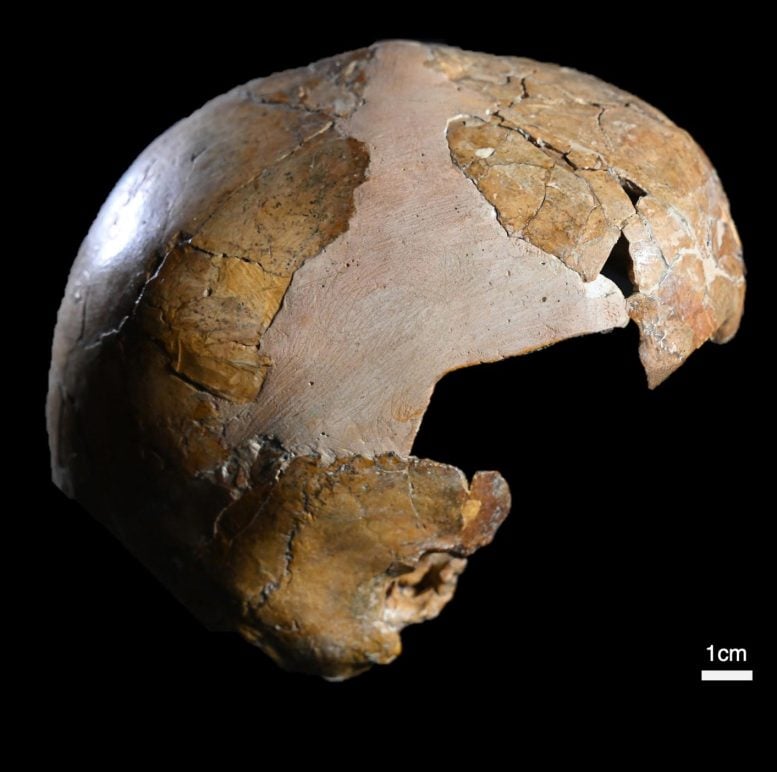 Skhul I Child Skull