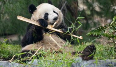 San Diego zoo panda Xin Bao eating bamboo