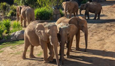 Elephant Valley at the San Diego Zoo Safari Park opening in early 2026 – NBC 7 San Diego