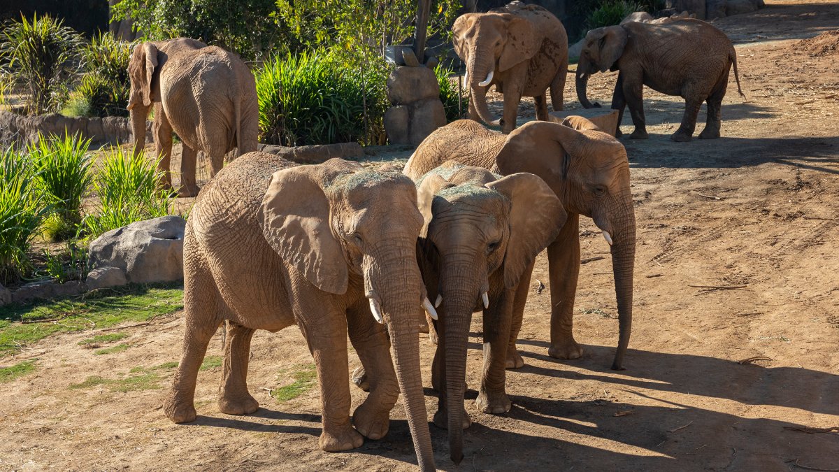 Elephant Valley at the San Diego Zoo Safari Park opening in early 2026 – NBC 7 San Diego