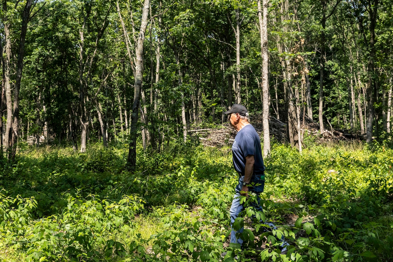 Karner blue butterfly survey